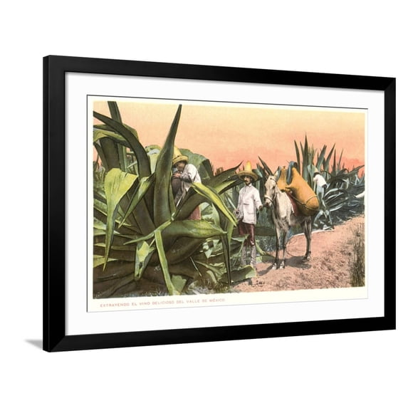 Art.com Maguey Juice Harvest Art Print, Black Frame Wall Art, 44" x 32"