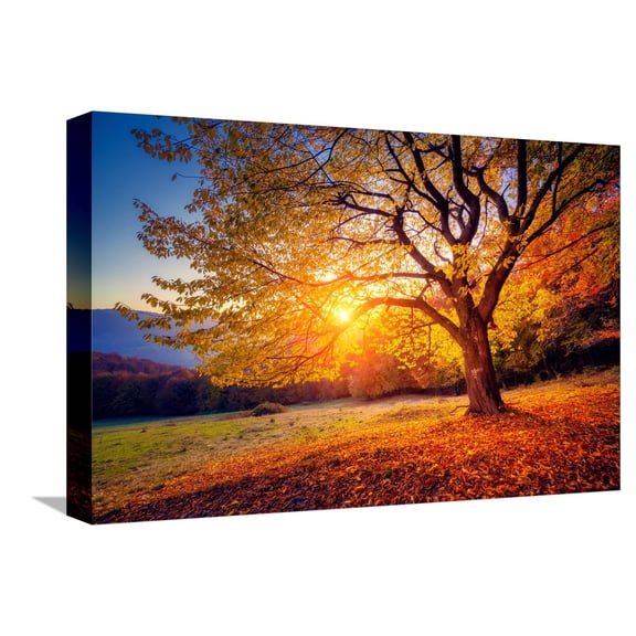 Art.com Majestic Alone Beech Tree on a Hill Slope with Sunny Beams at Mountain Valley. Dramatic Colorful Mo Stretched Canvas Print Wall Art by Leonid Tit, 18" x 12"
