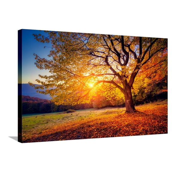 Art.com Majestic Alone Beech Tree on a Hill Slope with Sunny Beams at Mountain Valley. Dramatic Colorful Mo Stretched Canvas Print Wall Art by Leonid Tit, 36" x 24"