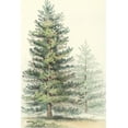 thumbnail image 1 of Art.com Majestic Pine I Art Print, 12" x 18", 1 of 4