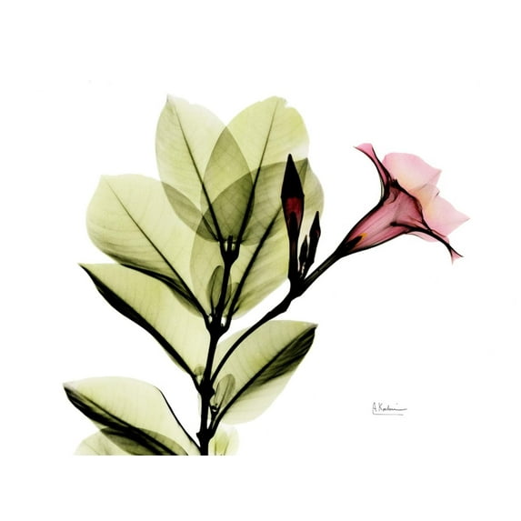 Art.com Mandellia L265 Photographic Print by Albert Koetsier, 32" x 24"