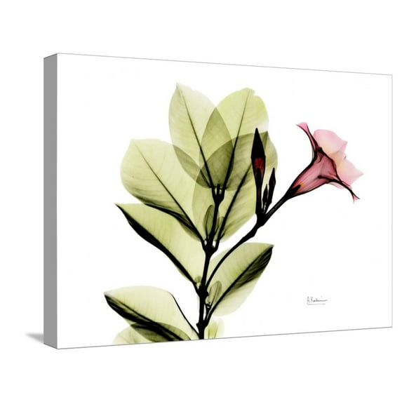 Art.com Mandellia L265 Stretched Canvas Print Wall Art by Albert Koetsier, 24" x 18"