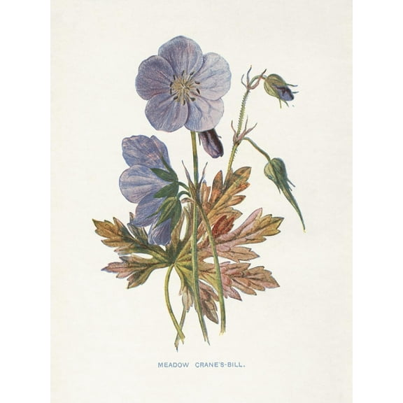 Art.com Meadow Cranes-Bill Art Print by Gwendolyn Babbitt, 12" x 16"