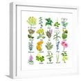 thumbnail image 1 of Art.com Medicinal and Healing Herbs Collection. Hand Drawn Set of Botanical Vector Illustrations, Isolated Premium Giclee Print by Tatiana Liubimova, White Frame Wall Art, 21" x 21", 1 of 5