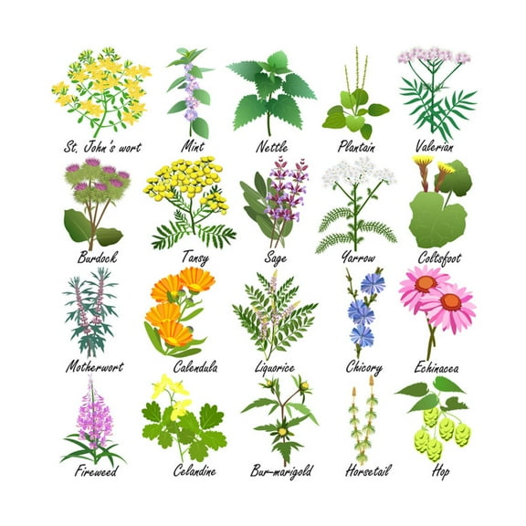 Art.com Medicinal and Healing Herbs Collection. Hand Drawn Set of Botanical Vector Illustrations, Isolated Art Print by Tatiana Liubimova, 30" x 30"