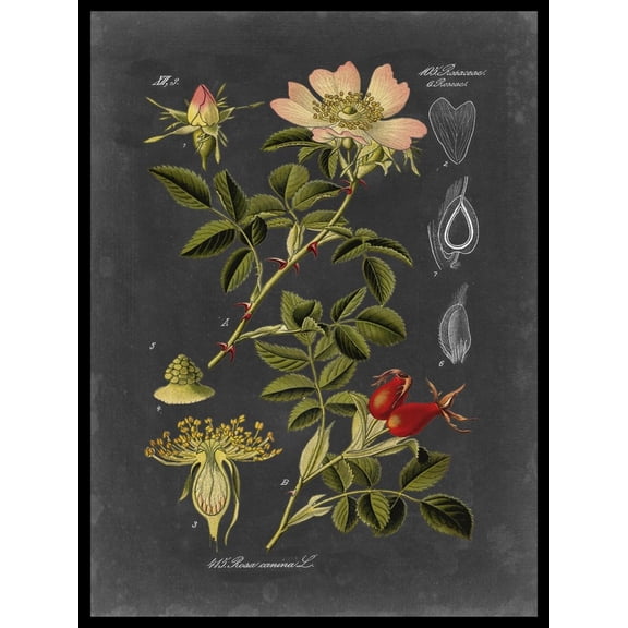 Art.com Midnight Botanical I Art Print by Vision Studio, 18" x 24"