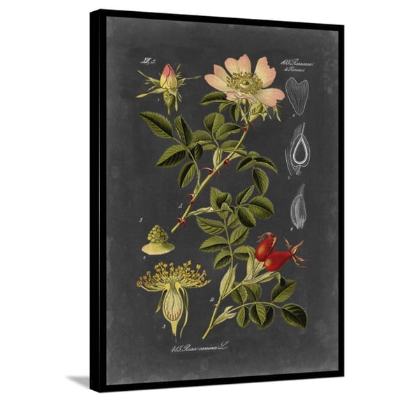 Art.com Midnight Botanical I Stretched Canvas Print Wall Art by Vision Studio, 24" x 32"