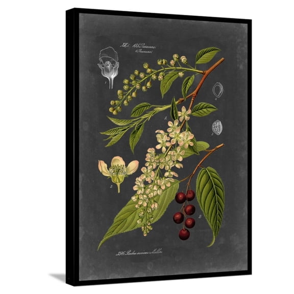 Art.com Midnight Botanical II Stretched Canvas Print Wall Art by Vision Studio, 18" x 24"