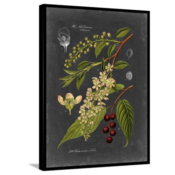 Art.com Midnight Botanical II Stretched Canvas Print Wall Art by Vision Studio, 24" x 32"
