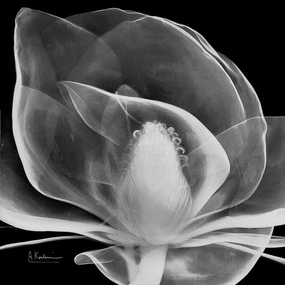 Art.com Midnight Queen Magnolia Premium Giclee Print by Albert Koetsier, 16" x 16"