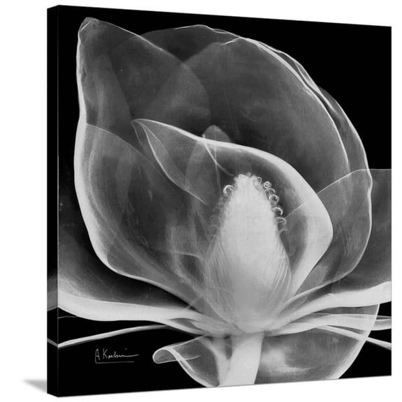 Art.com Midnight Queen Magnolia Stretched Canvas Print Wall Art by Albert Koetsier, 30" x 30"