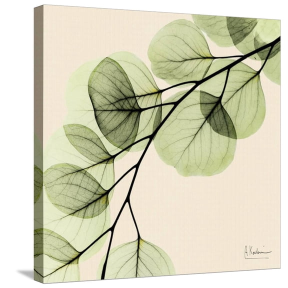 Art.com Mint Eucalyptus 1 Stretched Canvas Print Wall Art by Albert Koetsier, 24" x 24"