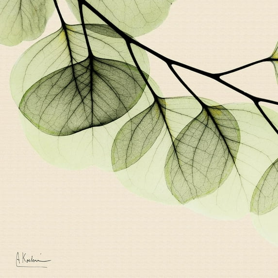 Art.com Mint Eucalyptus 3 Art Print by Albert Koetsier, 24" x 24"