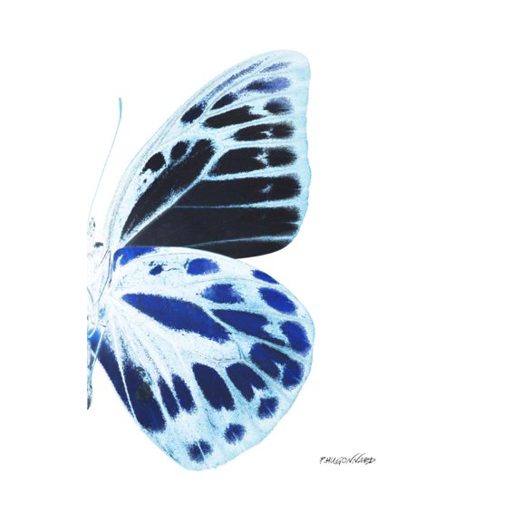 Art.com Miss Butterfly Prioneris - X-Ray Right White Edition Photographic Print by Philippe Hugonnard, 12" x 18"