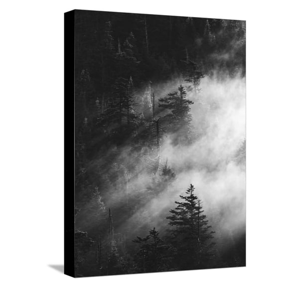 Art.com Misty Pine Woods Stretched Canvas Print Wall Art by Design Fabrikken, 12" x 16"