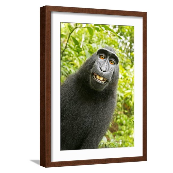 Art.com Monkey Selfie Photographic Print by David Slater, Brown Frame Wall Art, 17" x 23"