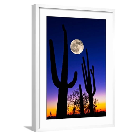 Art.com Moon over Saguaro Cactus (Carnegiea Gigantea), Tucson, Pima County, Arizona, USA Photographic Print, White Frame Wall Art, 21" x 29"