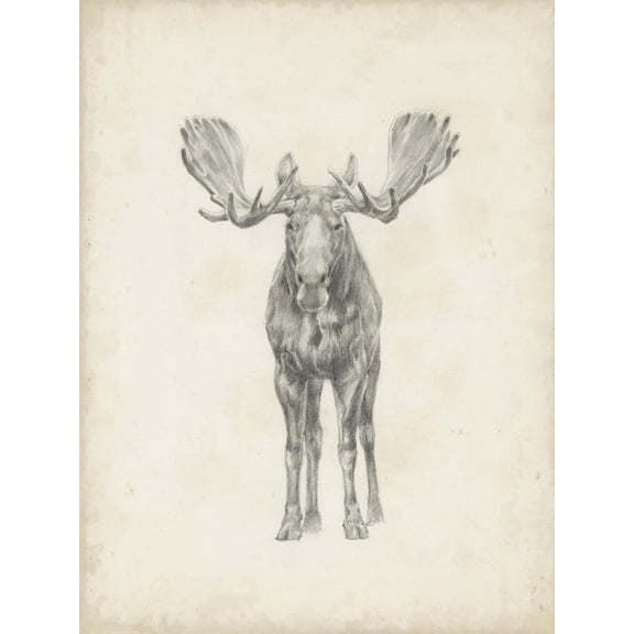 Art.com Moose Study Art Print by Ethan Harper, 18" x 24"