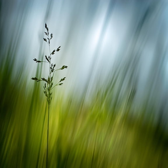 Art.com Morning Grass Photographic Print by Ursula Abresch, 24" x 24"