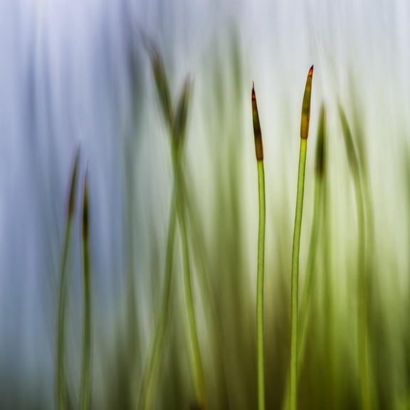 Art.com Moss Photographic Print by Ursula Abresch, 24" x 24"