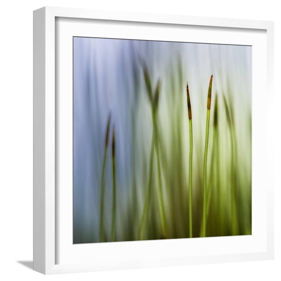 Art.com Moss Photographic Print by Ursula Abresch, White Frame Wall Art, 21" x 21"