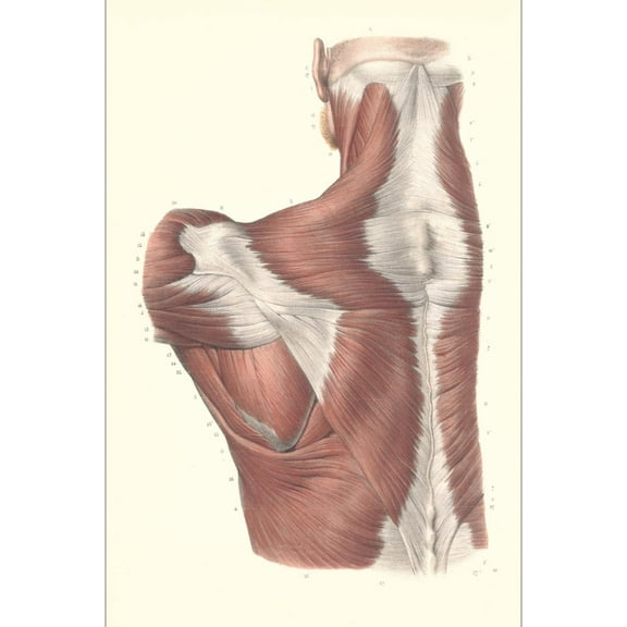 Art.com Muscles of the Back Art Print, 16" x 24"