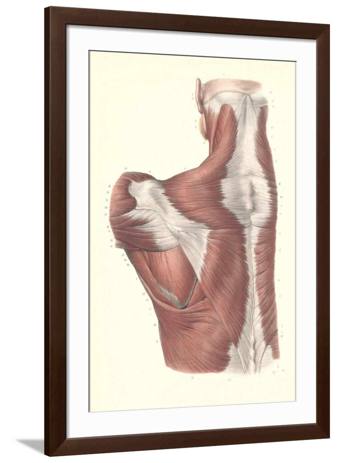 Art.com Muscles of the Back Art Print, Brown Frame Wall Art, 32