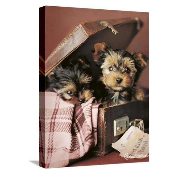 Art.com Napoleon and Romeo Stretched Canvas Print Wall Art by Rachael Hale, 12" x 16"