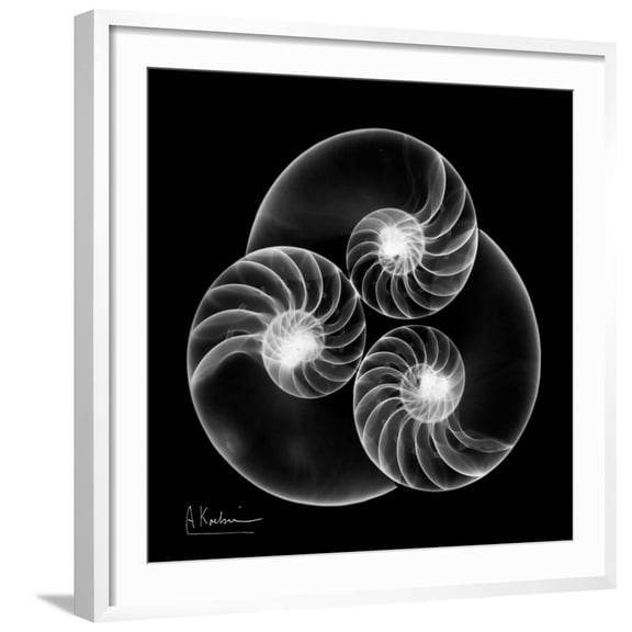 Art.com Nautilus Shell Xray Art Print by Albert Koetsier, White Frame Wall Art, 29" x 29"