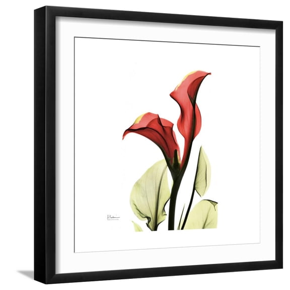 Art.com New Red Calla Lily Art Print by Albert Koetsier, Black Frame Wall Art, 21" x 21"