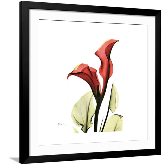 Art.com New Red Calla Lily Art Print by Albert Koetsier, Black Frame Wall Art, 38" x 38"