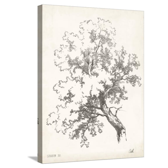 Art.com Oak Tree Study Stretched Canvas Print Wall Art, 18" x 24"