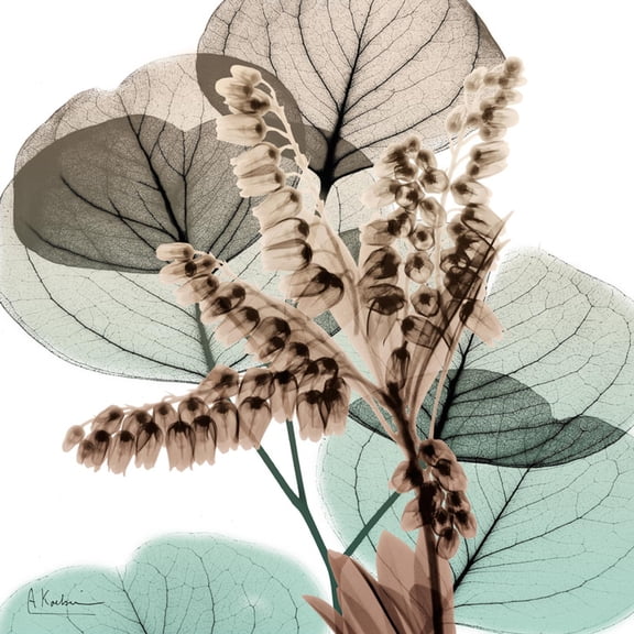 Art.com Oasis Eucalyptus 2 Photo by Albert Koetsier, 24" x 24"