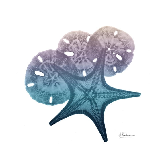 Art.com Ocean Hues Starfish and Sand Dollar Art Print by Albert Koetsier, 16" x 16"