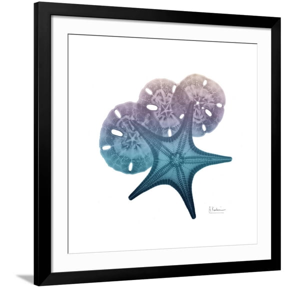 Art.com Ocean Hues Starfish and Sand Dollar Art Print by Albert Koetsier, Black Frame Wall Art, 38" x 38"