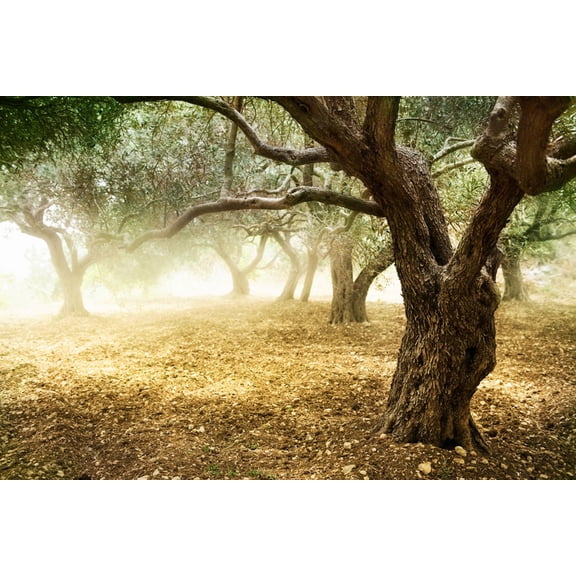 Art.com Olive Trees Art Print by Subbotina Anna, 24" x 16"