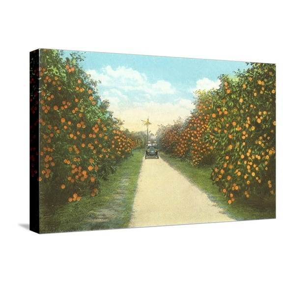 Art.com Orange Grove, Florida Stretched Canvas Print Wall Art, 24" x 16"