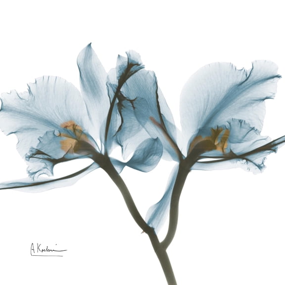 Art.com Orchid Blue Art Print by Albert Koetsier, 24" x 24"