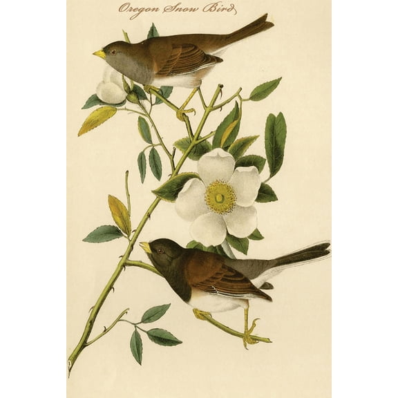 Art.com Oregon Snow Bird Art Print by John James Audubon, 12" x 18"