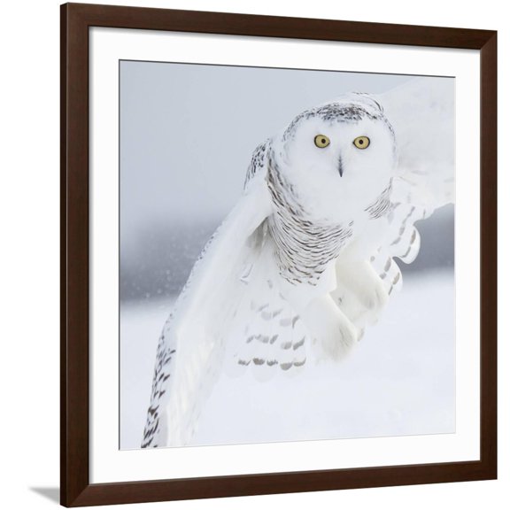 Art.com Owl in Flight I Art Print by PHBurchett, Brown Frame Wall Art, 38" x 38"