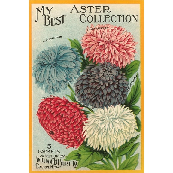 Art.com Packet of Aster Seeds Art Print, 12" x 18"