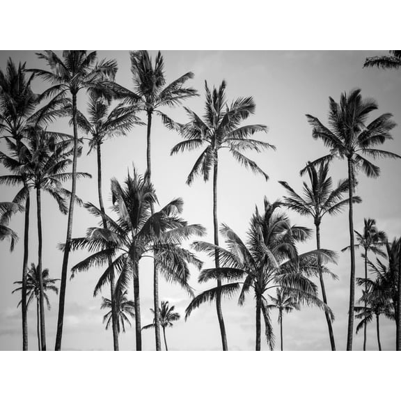 Art.com Palm Heaven Photographic Print by Design Fabrikken, 16" x 12"