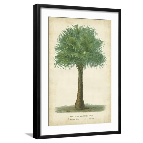 Art.com Palm of the Tropics I Art Print by Horto Van Houtteano, Black Frame Wall Art, 21" x 29"