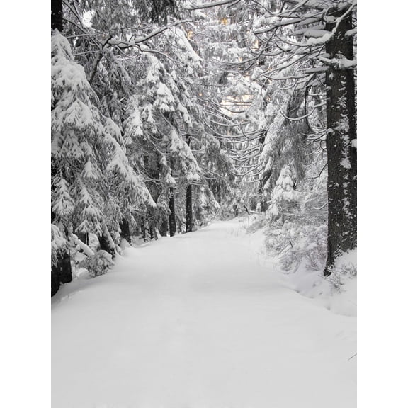 Art.com Path Through a Forest in Winter Photographic Print by Marcus Lange, 12" x 16"