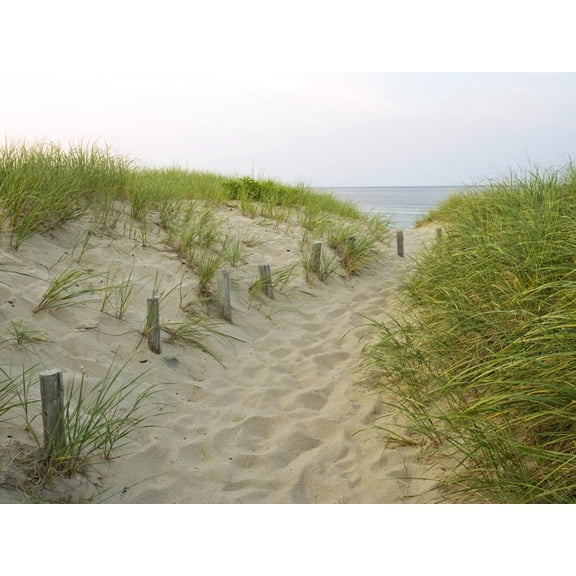 Art.com Path at Head of the Meadow Beach, Cape Cod National Seashore, Massachusetts, USA Photographic Print by Jerry & Marcy Monkman, 32" x 24"