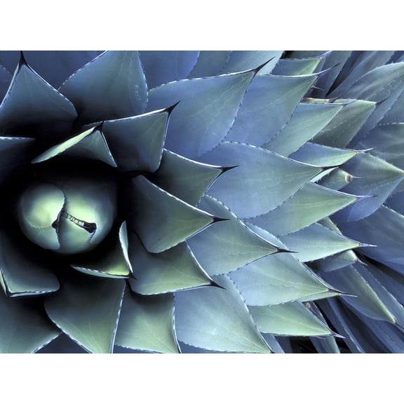Art.com Pattern in Agave Cactus Photographic Print by Adam Jones, 16" x 12"