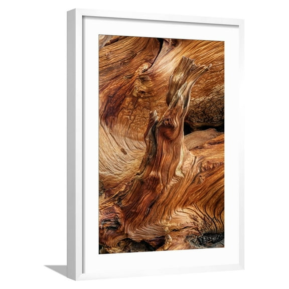 Art.com Pattern in wood of Bristlecone pine, White Mountains, Inyo National Forest, California Photographic Print by Adam Jones, White Frame Wall Art, 21" x 29"