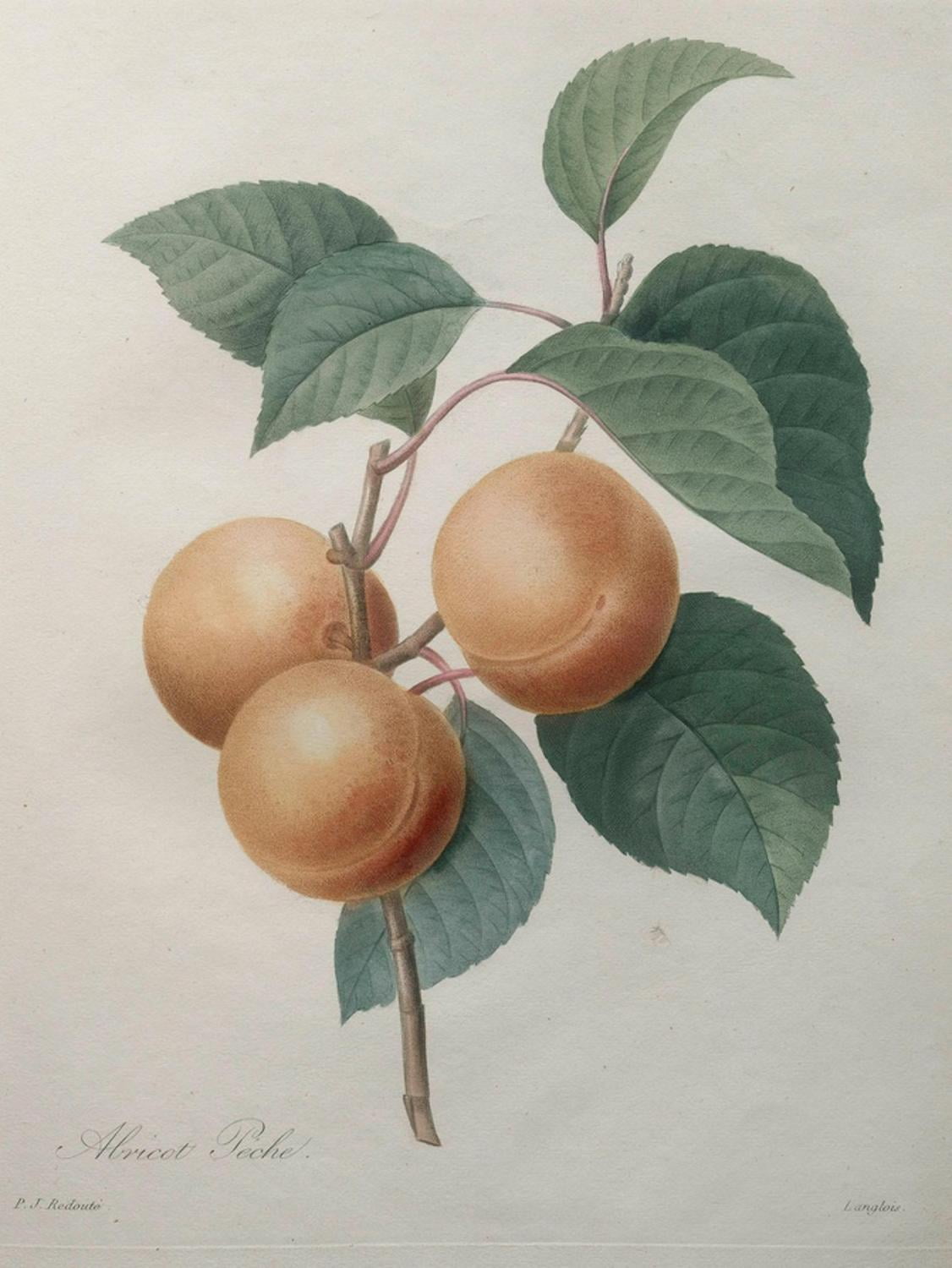Art.com Peach Nancy Art Print by Pierre-Joseph Redoute, 24