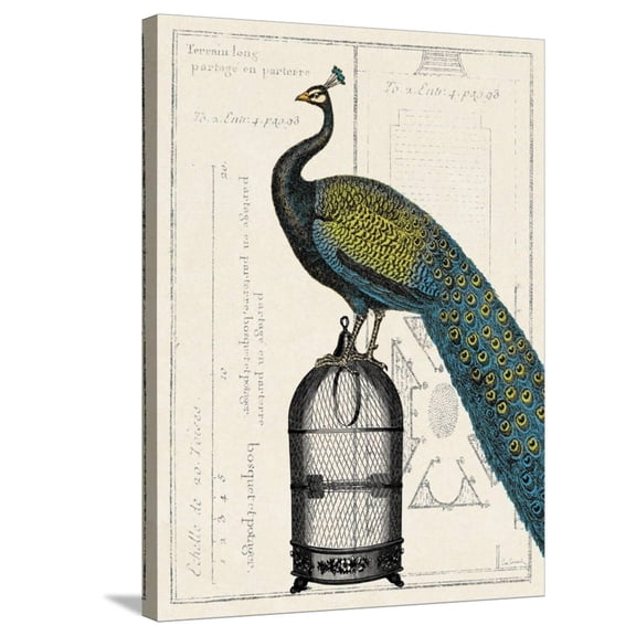 Art.com Peacock Birdcage II Stretched Canvas Print Wall Art, 24" x 32"