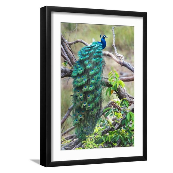 Art.com Peacock Perching on a Branch, Kanha National Park, Madhya Pradesh, India Photographic Print, Black Frame Wall Art, 17" x 23"